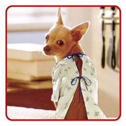 chihuahua-hospital-gown
