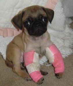 dogs-cats-in-bandages-1
